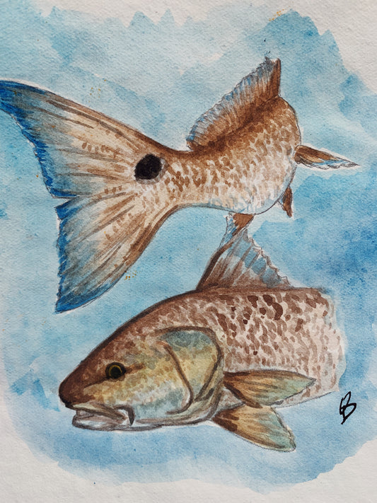 Red Drum Original Watercolor